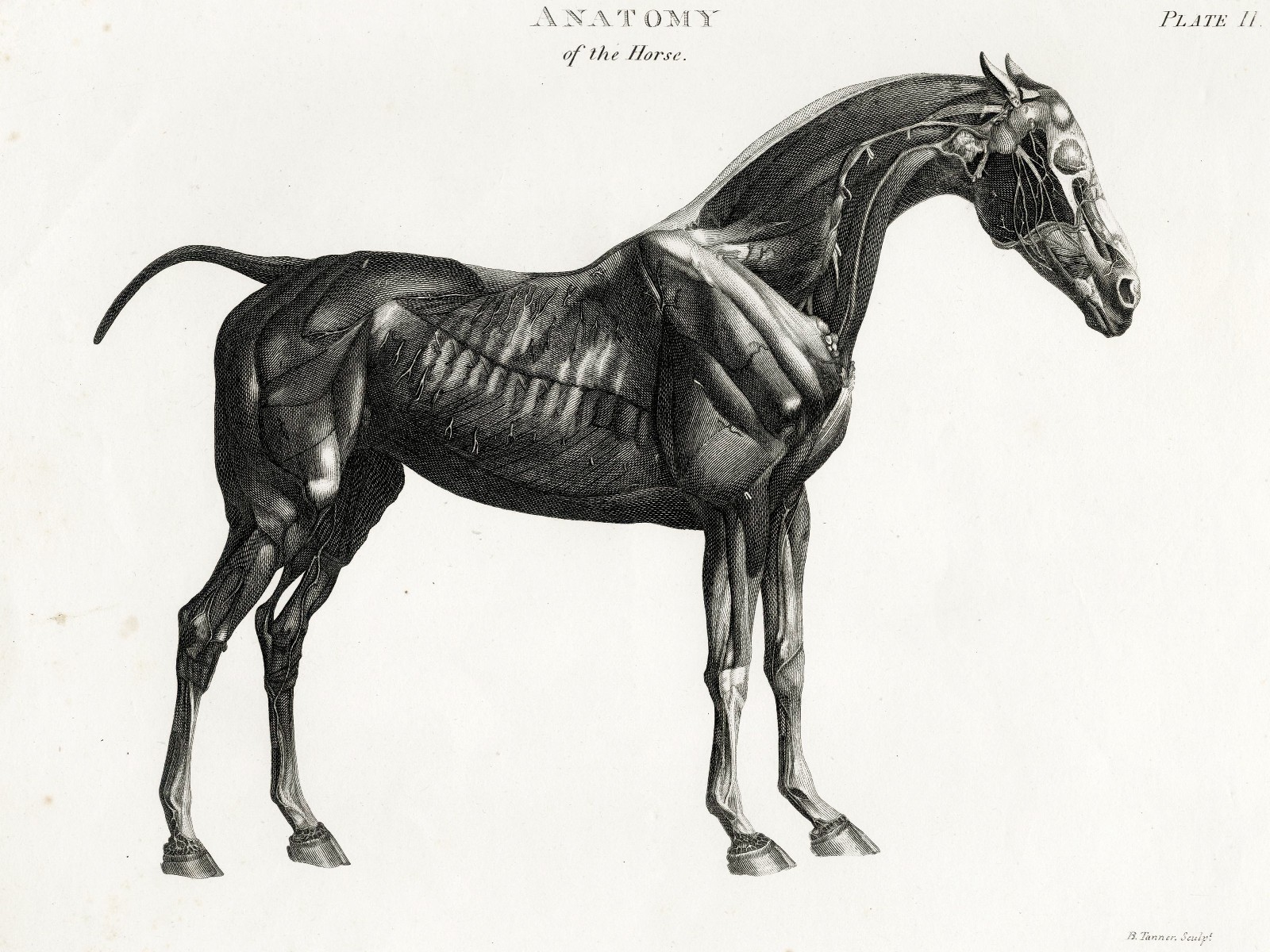 1807 REES CYCLOPÆDIA, Superb by Sydenham Edwards: Plate II, ANATOMY OF THE HORSE