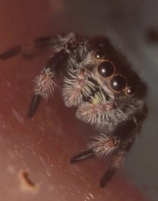 Regal Jumping Spider Around i4/i5 Regal Jumping Spider Around i4/i5