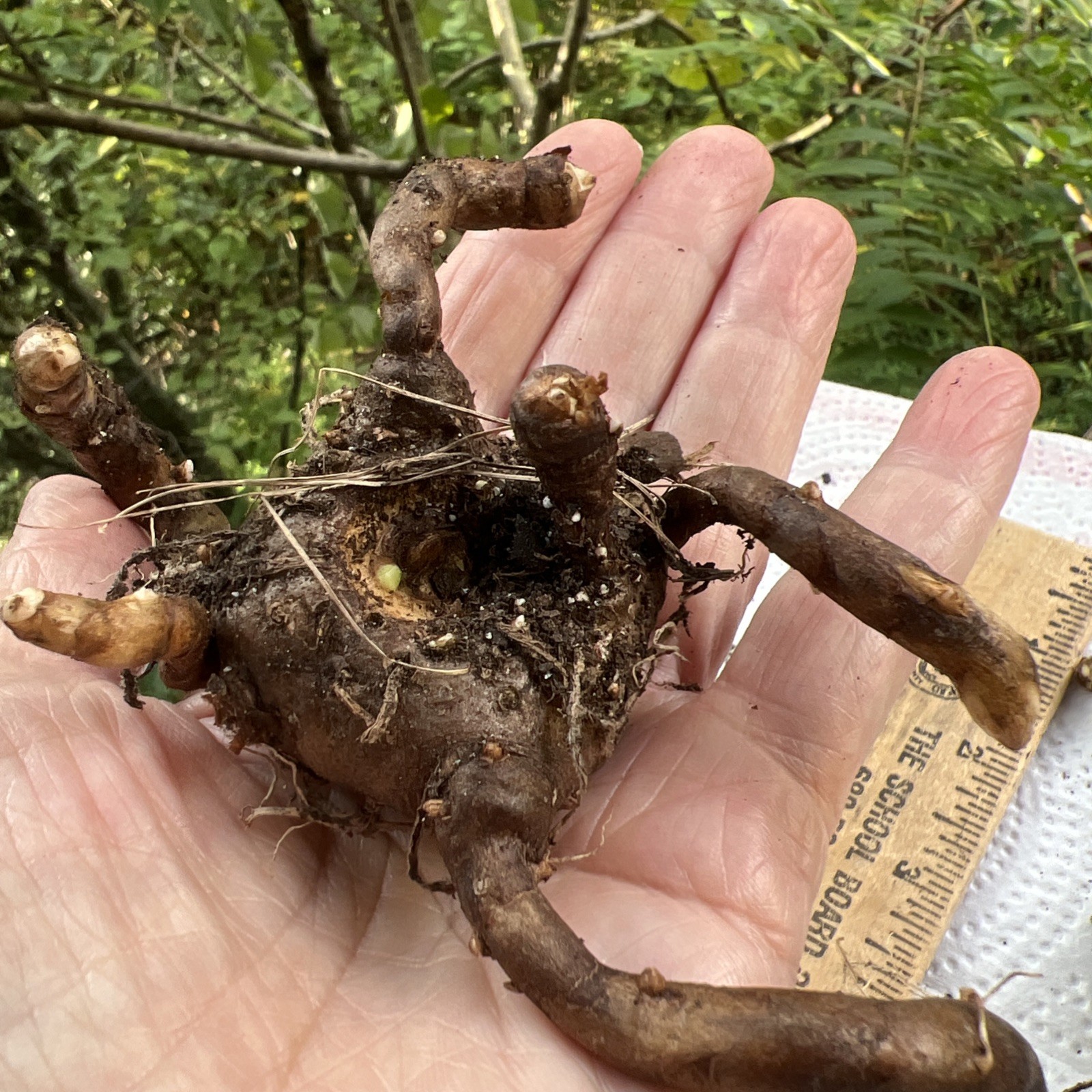 Amorphophallus albus tuber, Grower’s Choice
