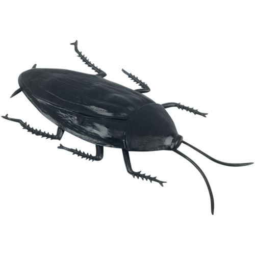Jumbo Cockroach Jumbo Cockroach