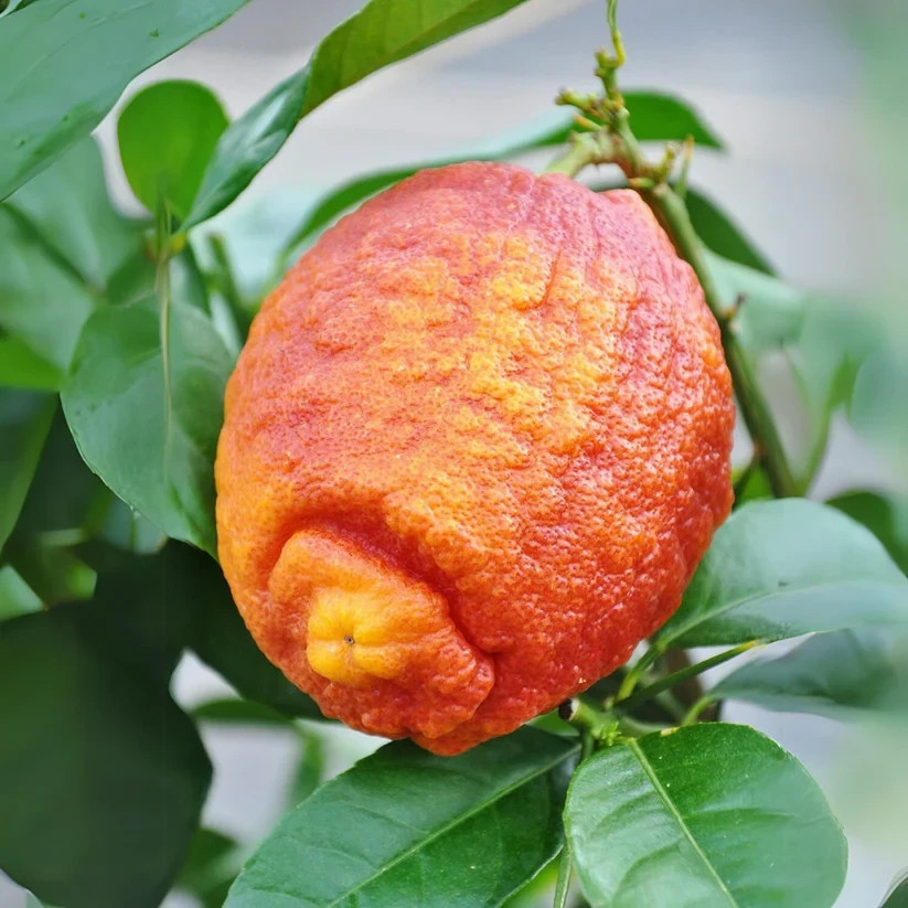 Thailand Red Lemon Fruit Plant 3 cuttings , no roots- imported
