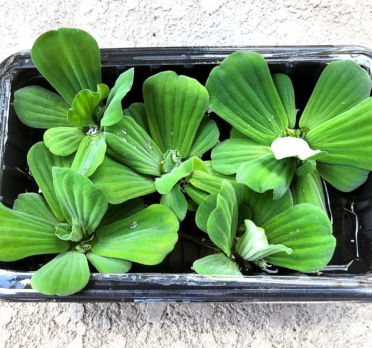 10  Water Lettuce Pond Plants LARGE  Live Plant Floating,NO FLORIDA,READ BELOW