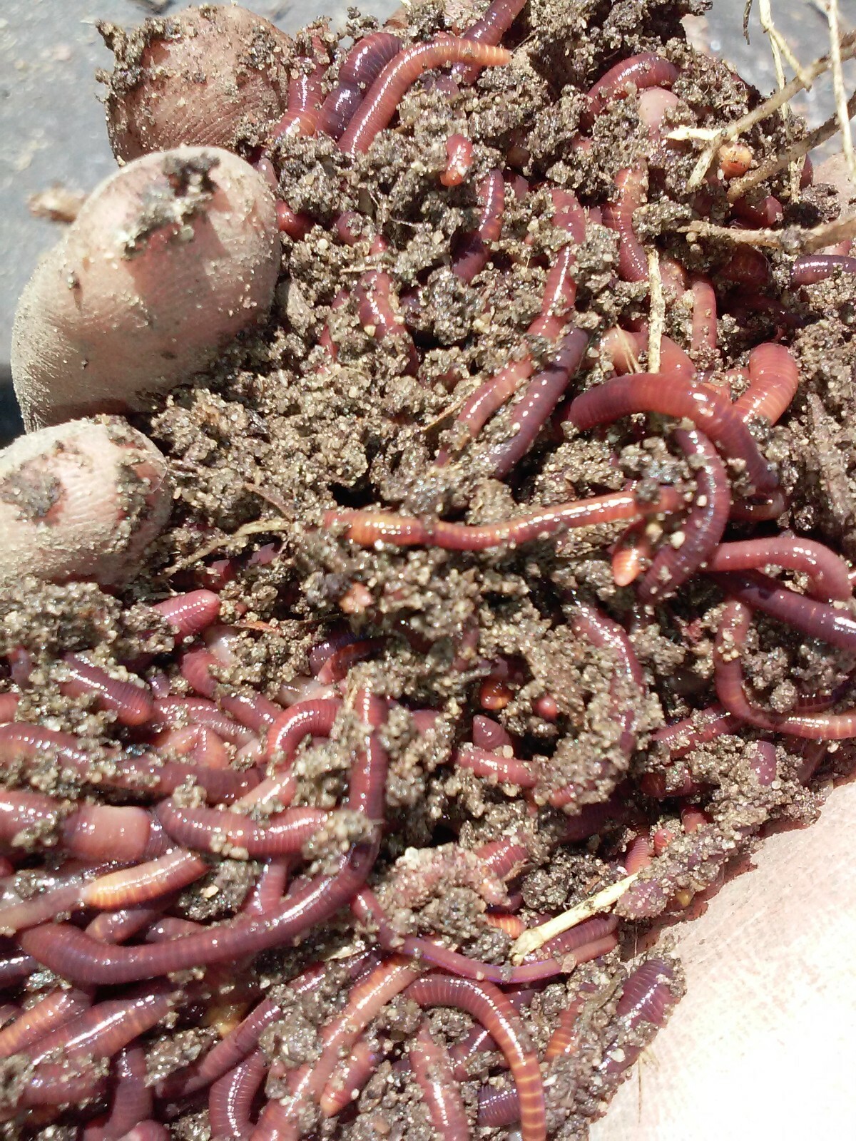 226 grams (1/2 pound ) 600 Red worms
