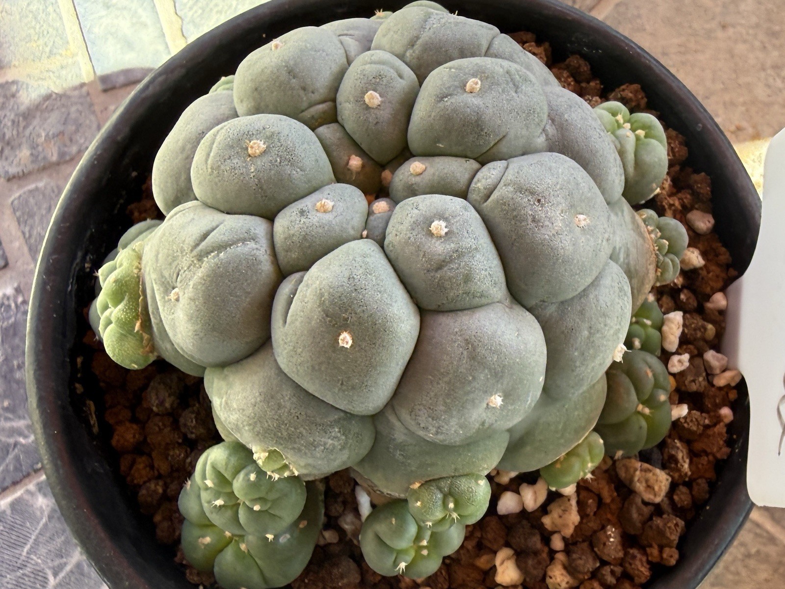RareSucculent Thailand Large Tubers Plant 4.5” Dia. In 5” Pot.