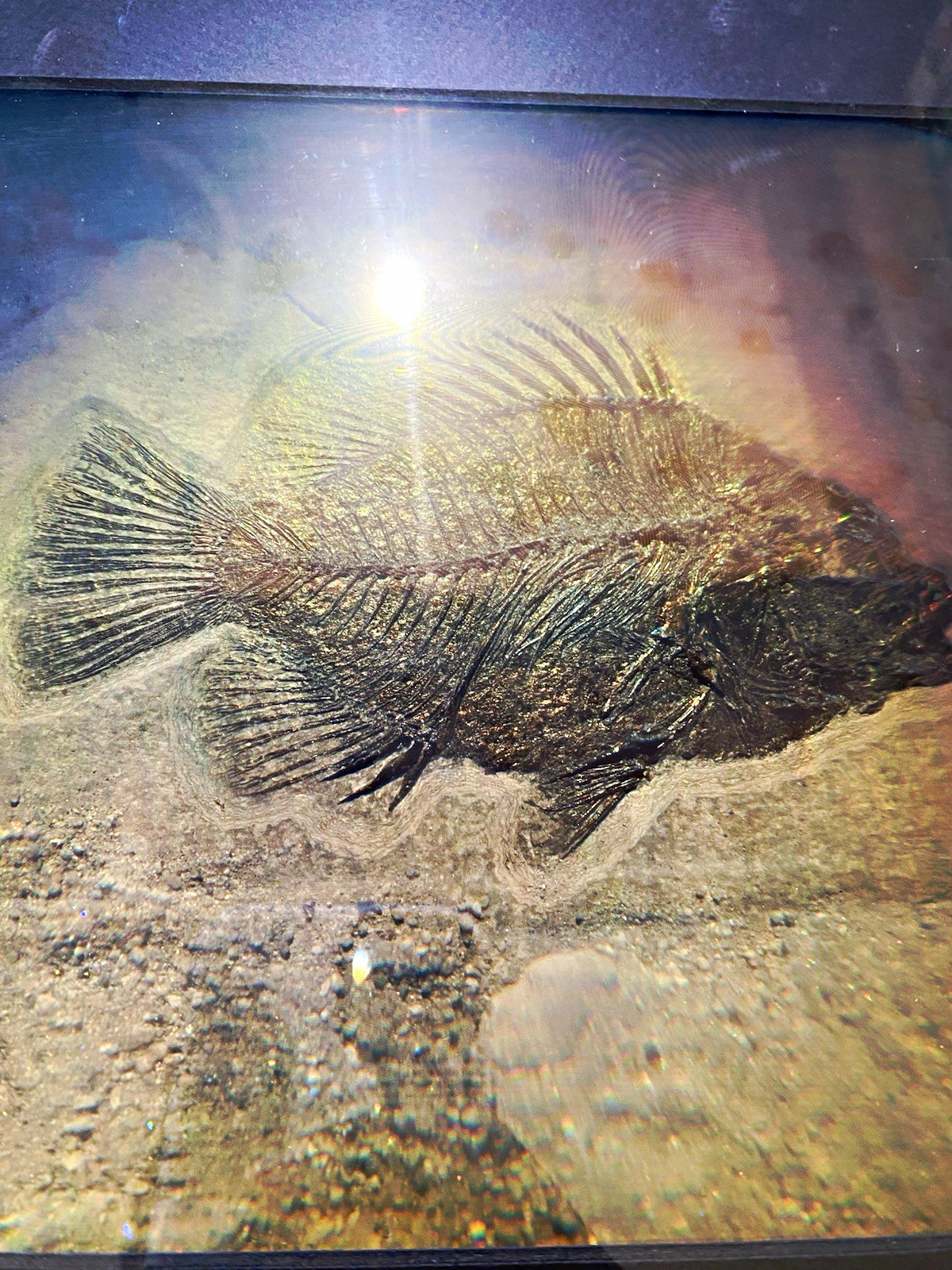 Vintage 3D hologrm Fish Fossil Specimen in Stone Slab Behind Glass Display Frame