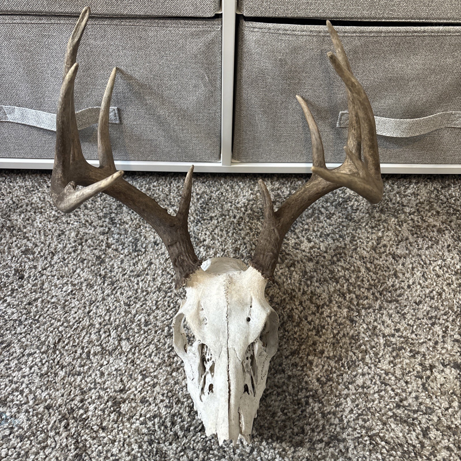 Ten Point Buck Real Deer Skull Decorative Ten Point Buck Real Deer Skull Decorative