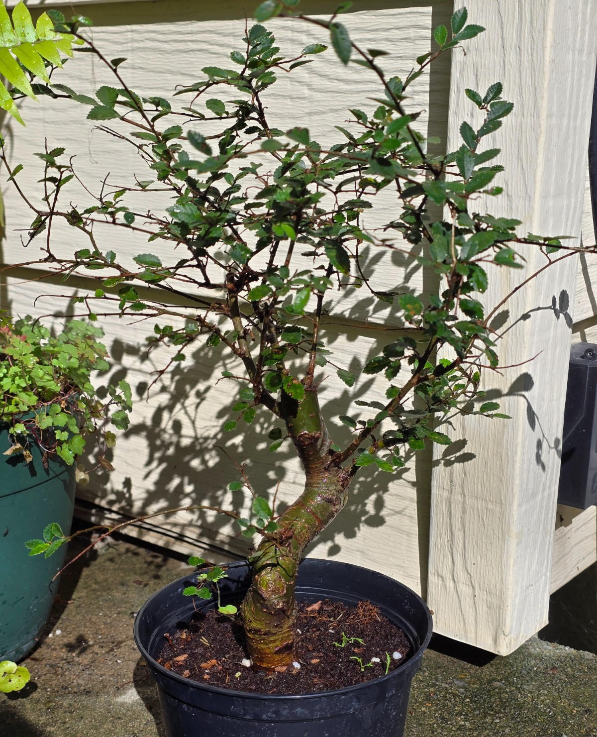 Chinese Elm Bonsai Tree Live Plant 6\