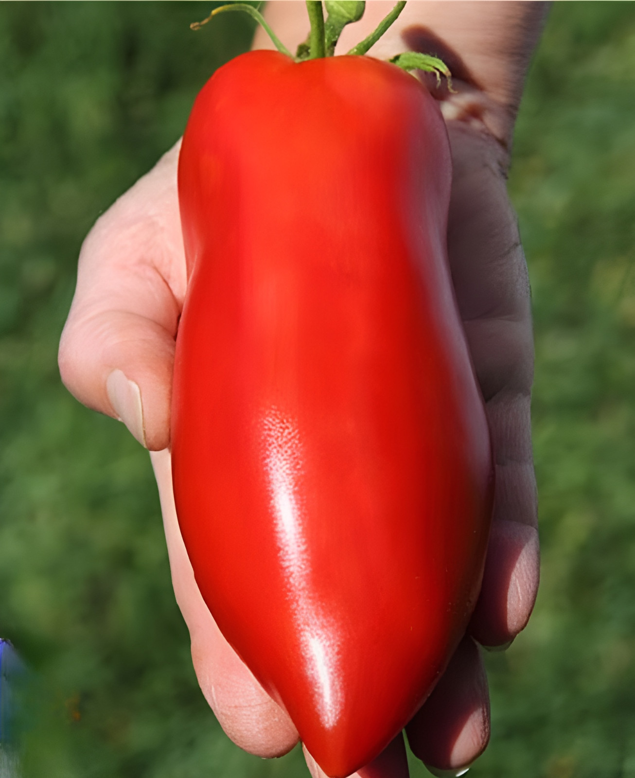100 Heirloom Super Italian Paste Tomato Seeds - High Yields 6-10oz Indeterminate