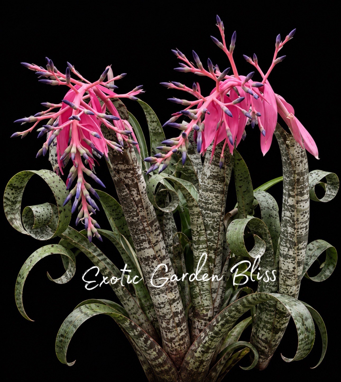 🌸 Quesnelia marmorata ‘Tim Plowman’ Rare Curly Leaf Bromeliad Exotic Plant