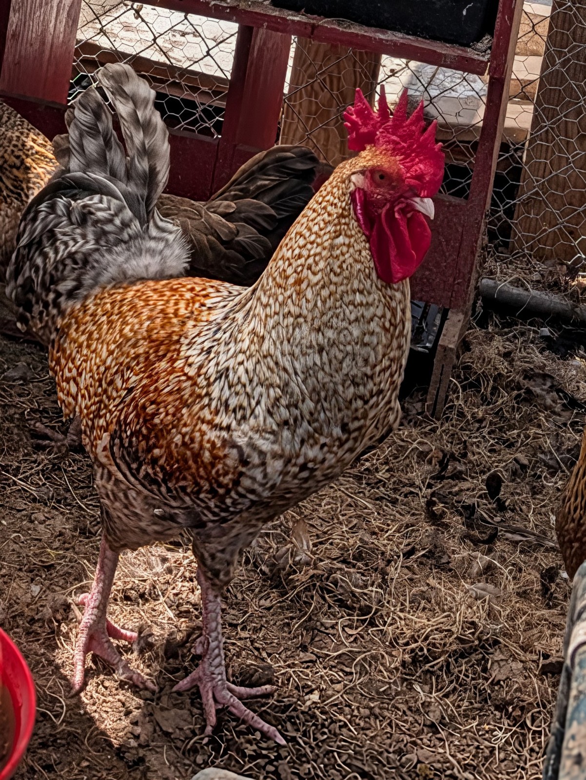 16 Rare Crele Pendenseca Hatching Eggs