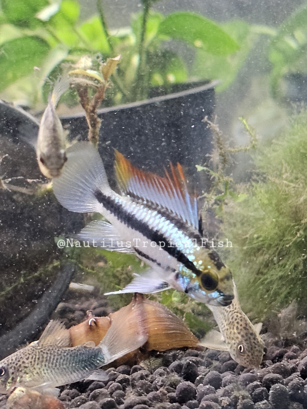 Beautiful Pair Apistogramma trifasciata - Three-Striped Dwarf Cichlid Beautiful Pair Apistogramma trifasciata - Three-Striped Dwarf Cichlid
