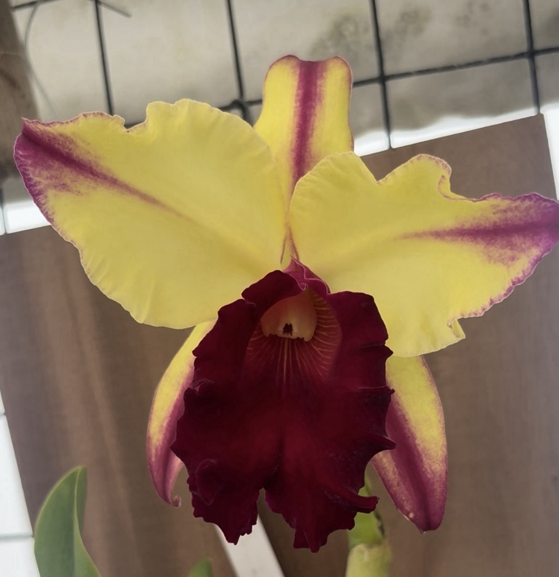 Blc. Dora Louise ‘Capen Lea’ - Mounted Cattleya Orchid