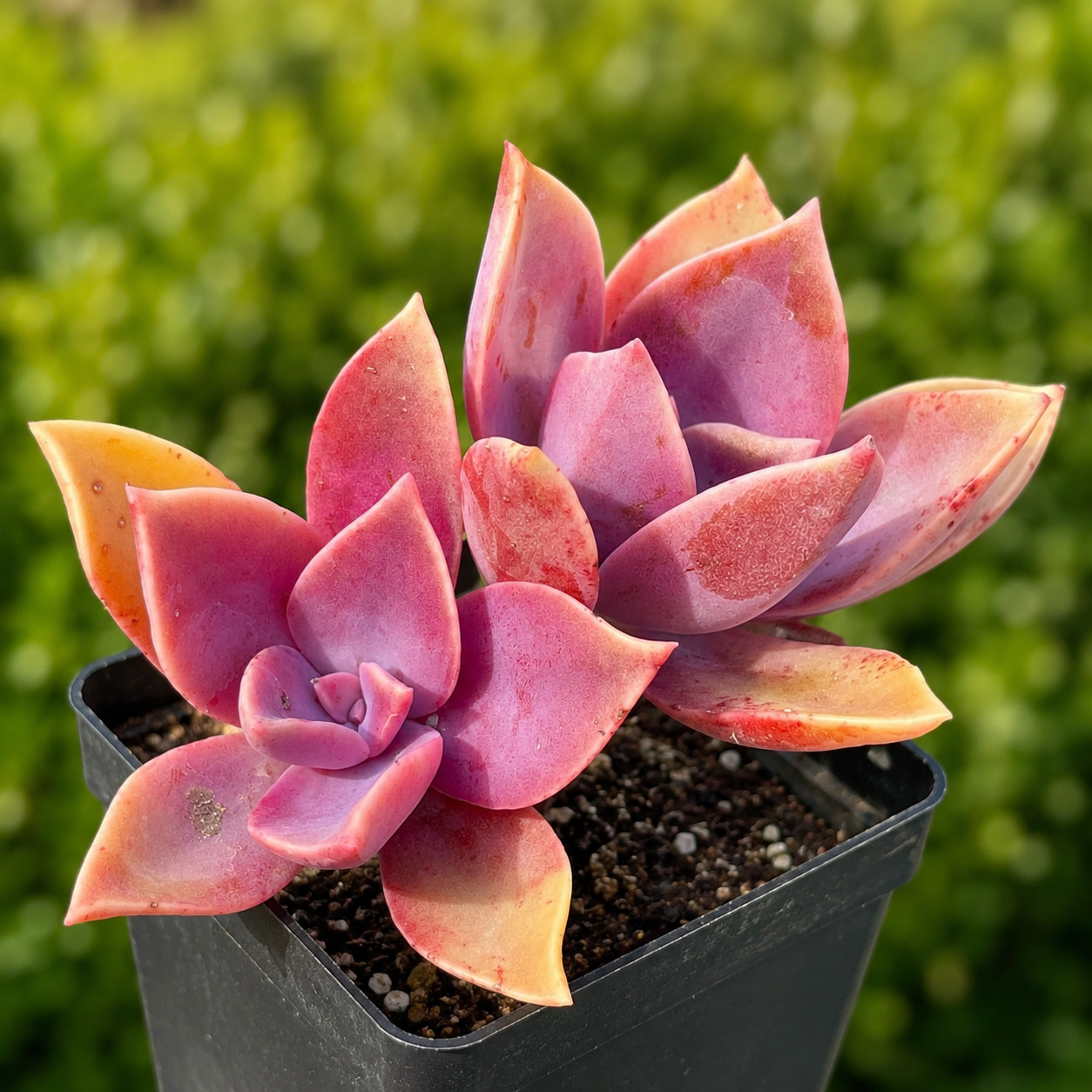 Rare Pink Graptoveria Dusty Succulent Rooted Live Plant 2-inch 1-Head
