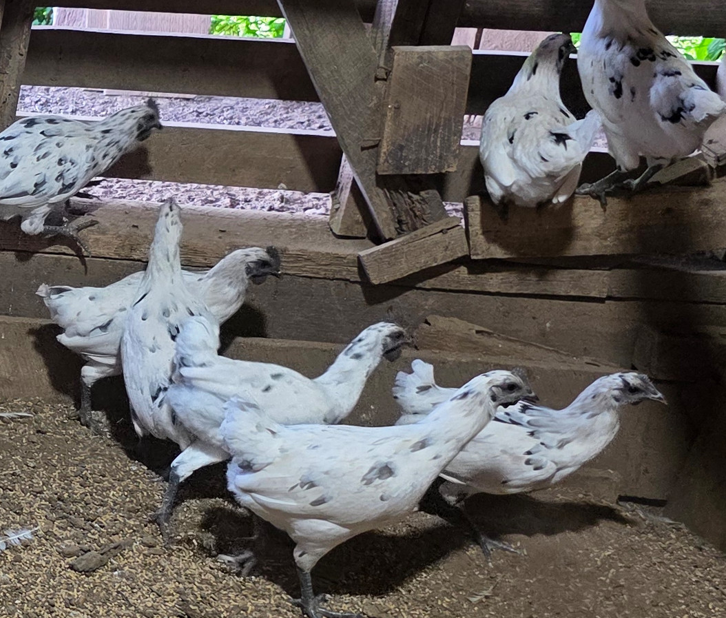 5+ Zombie (Ayam Cemani x White Leghorn) Hatching Eggs | TN NPIP CERTIFIED