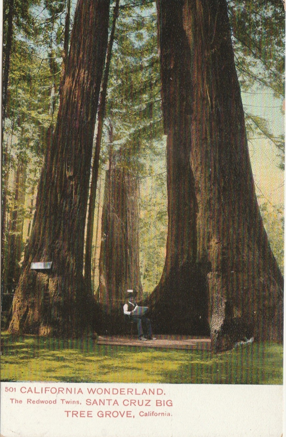 Weidner-The Redwood Twins-Big Tree Grove-Santa Cruz County-Ca-California
