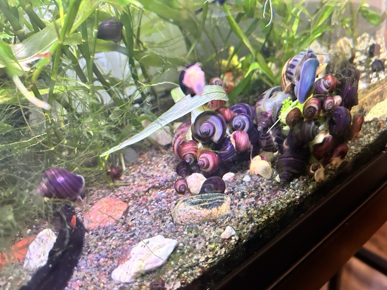 4 Purple Mystery Snail babies 4 Purple Mystery Snail babies