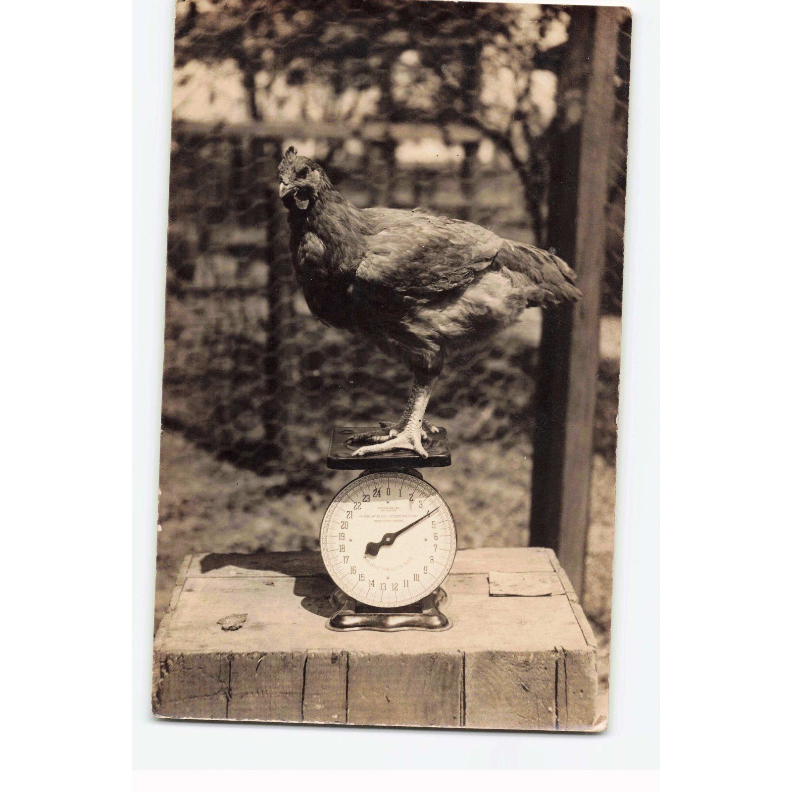 Vintage RPPC Rogers Studio Kincaid IL Chicken on Scale Real Photo Postcard