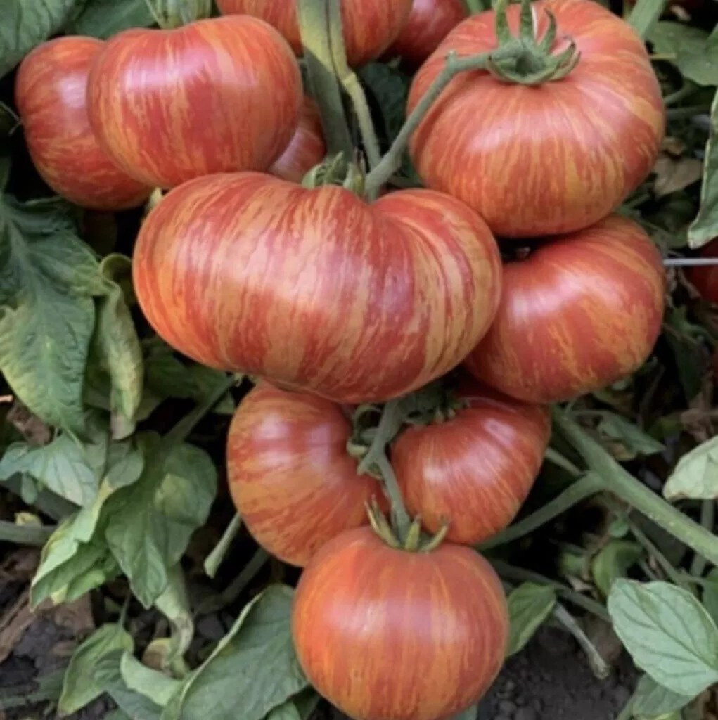 240+ Vintage Wine Striped Tomato Seeds - Beefsteak - Heirloom - HUGE 1 LB - RARE