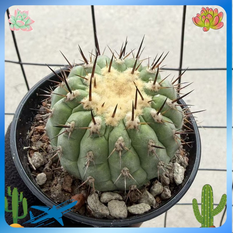 5-6cm Copiapoa cinerea RareSucculent plants cactus garden plant