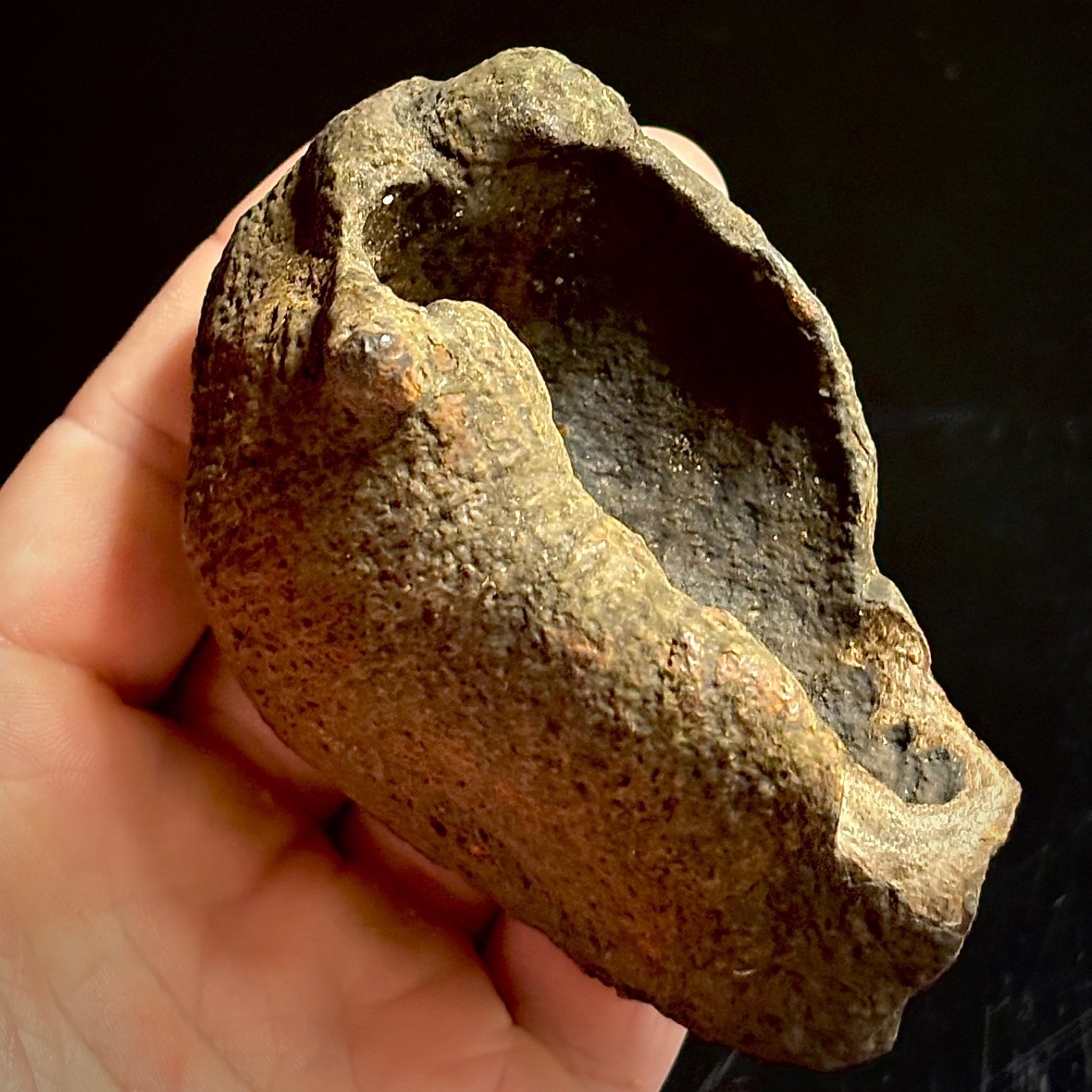 Fossilized Tympanic Bulla Cetacean Ear Bone Fossil 3.53\