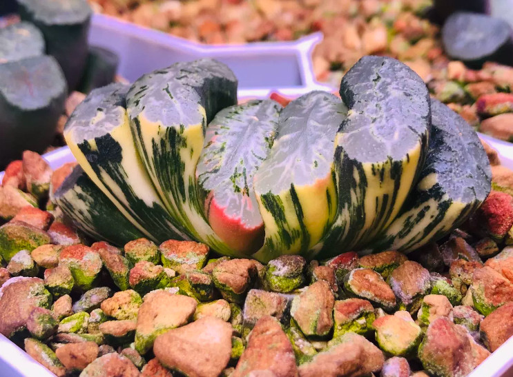 RareSucculent Plant Haworthia truncata Hokusai Variegata Home Garden 5CM