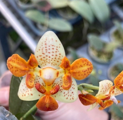 Original Phal Phalaenopsis Mini Mark \'3 lips\'-FRAGRANT