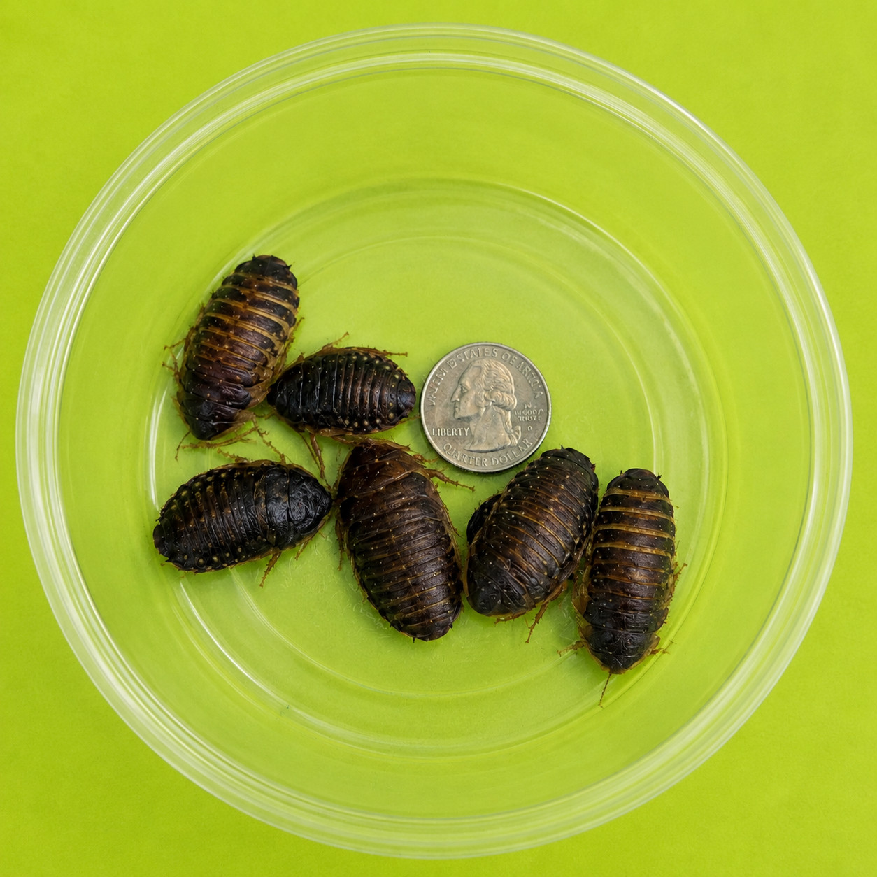 450 Large Dubia Roaches 250 + 200 FREE Live Feeder Insects 