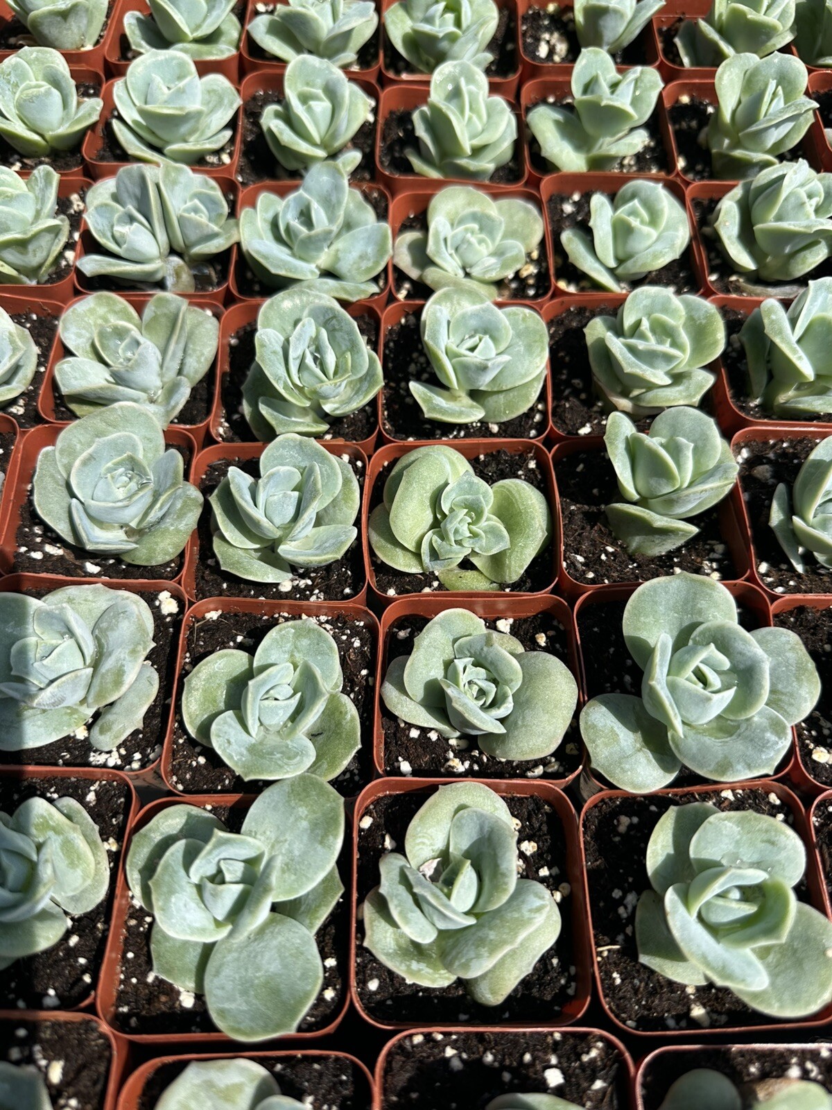 Graptoveria \'Lovely Rose\' Succulent Plant In 2” Pot Graptoveria \'Lovely Rose\' Succulent Plant In 2” Pot