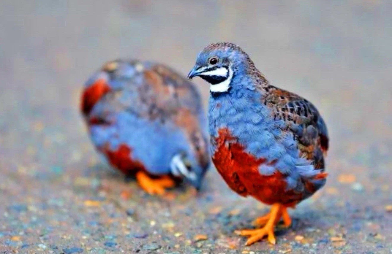 3 Exotic Mystery Pack Button Quail Hatching Eggs SPECIAL RARE Shipped In Foam