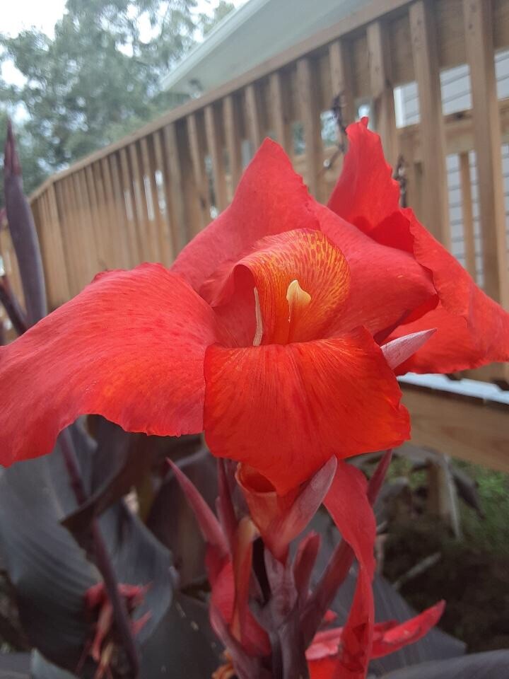 Beautiful Red Velvet Canna Lily Bulbs (2) Beautiful Red Velvet Canna Lily Bulbs (2)