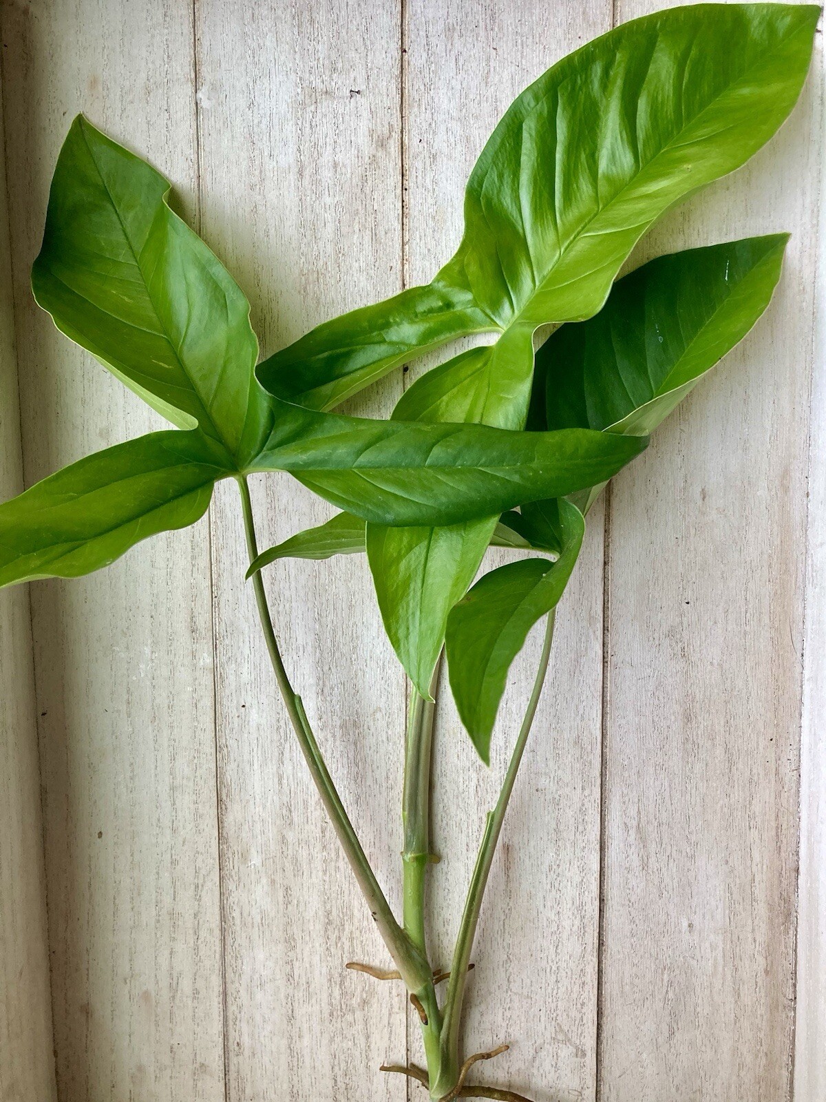 20 Rooted Plant Cuttings- Arrowhead Vines 20 Rooted Plant Cuttings- Arrowhead Vines