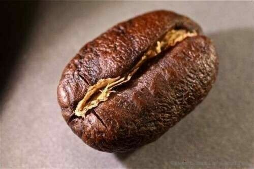 Guatemala Antigua Peaberry Arabica Coffee Beans Fresh Medium Roast 5lb Guatemala Antigua Peaberry Arabica Coffee Beans Fresh Medium Roast 5lb