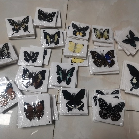 Assorted Real Butterfly Specimens 20 Unique Varieties Taxidermy Art Supplies