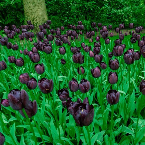 8 - Mayflowering Tulip QUEEN OF NIGHT Flower Bulbs  DEEP PURPLE BLACK 