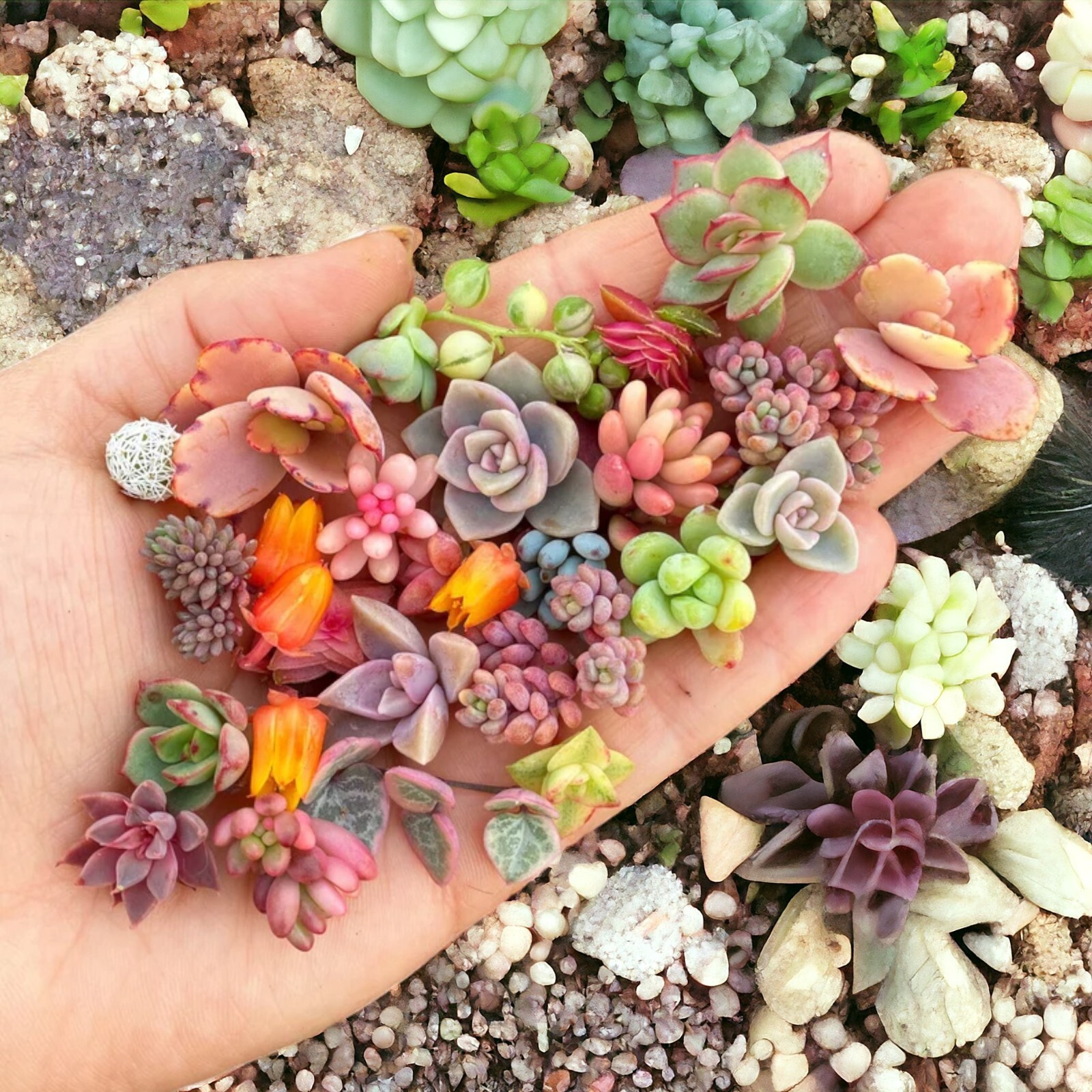 200pcs Rare Mixed Succulent Seeds - Beautiful and Colorful Collection for Garden