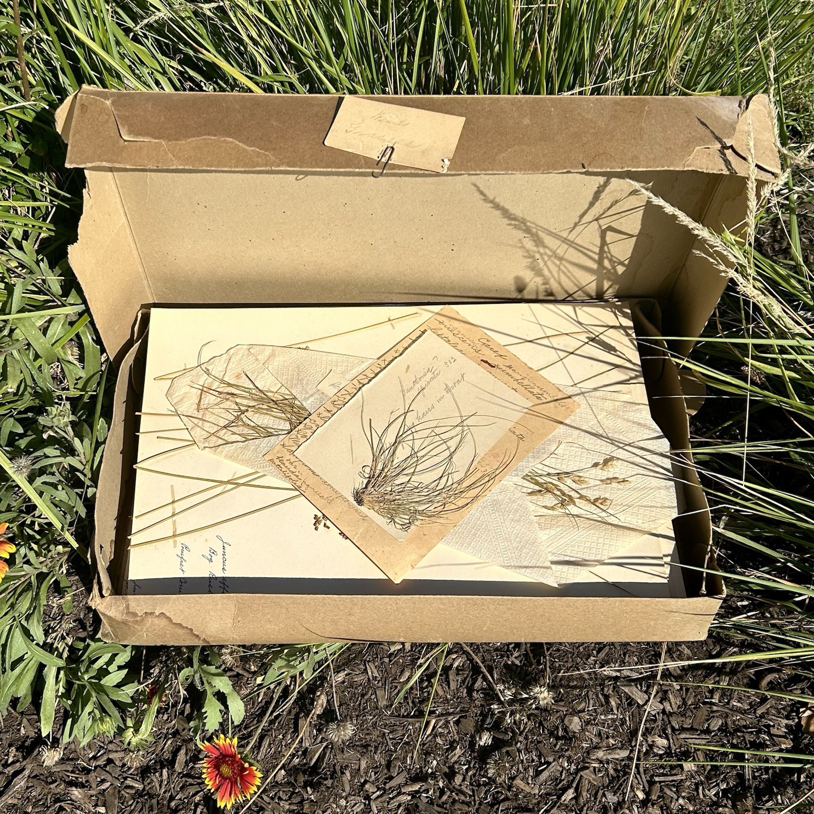 Herbarium Box of 45 Grass Specimens 1936-1940 Connecticut Agricultural College 