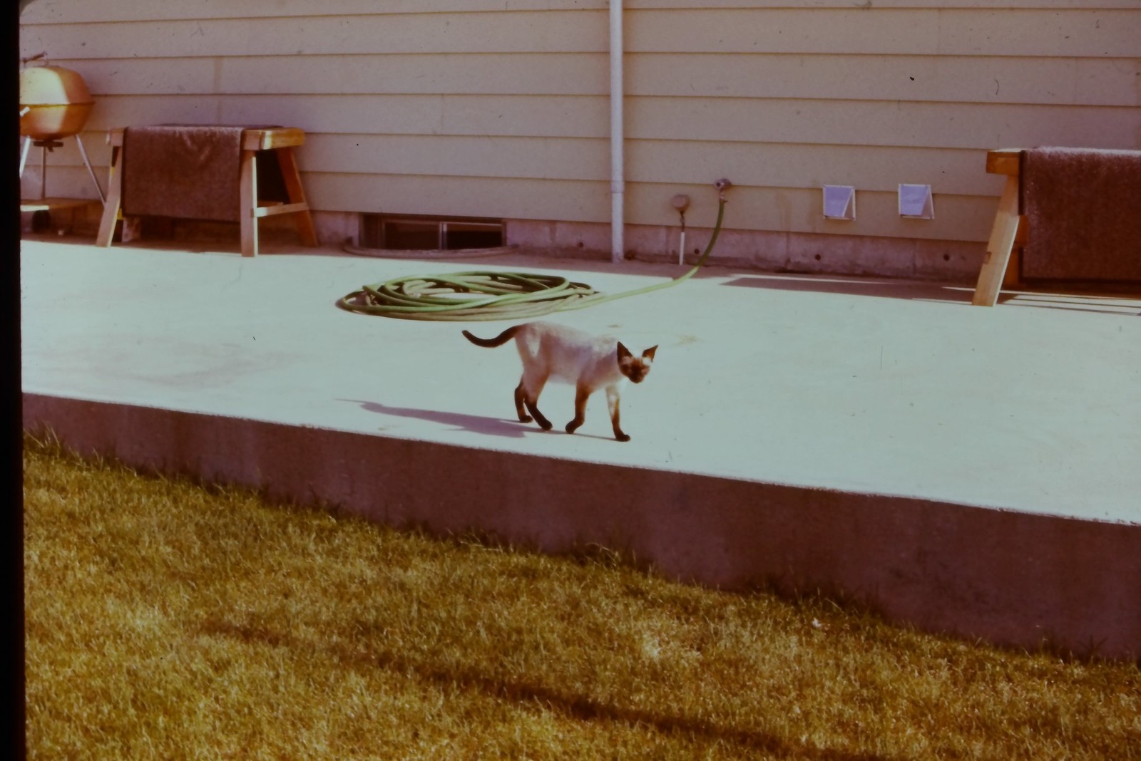 c1970\'s 35mm Slide, Siamese Cat, Concrete Patio, Suburban Home garden green
