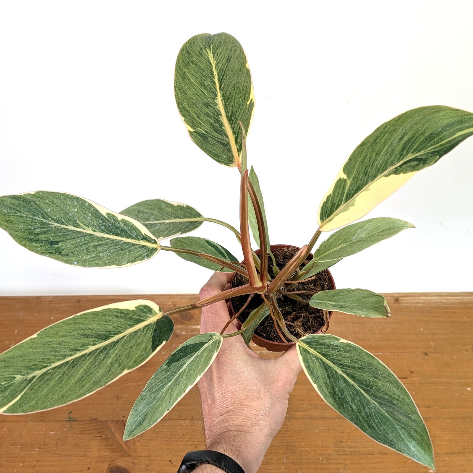 Philodendron erubescens \'Shady Lady\'  - 4\