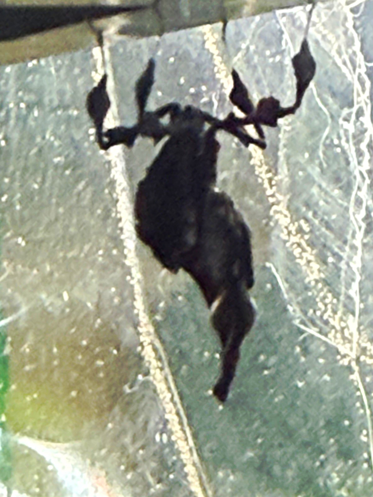 Real ghost mantis Insect Specimen - live Real ghost mantis Insect Specimen - live