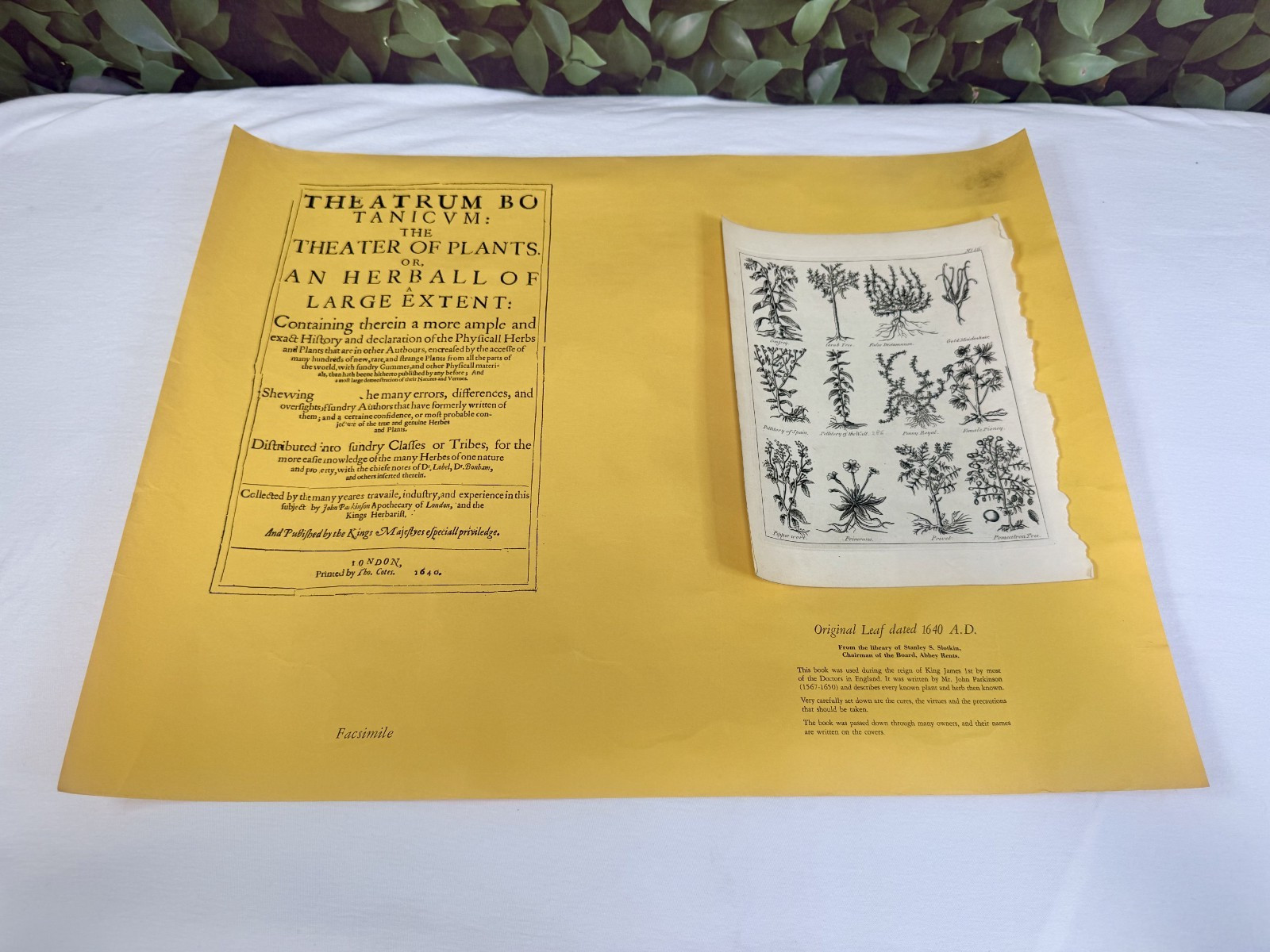 ONE ORIGINAL PAGE ~ ANTIQUE 1640 ENGLAND BOTANICAL PLANT BOOK Slotkin