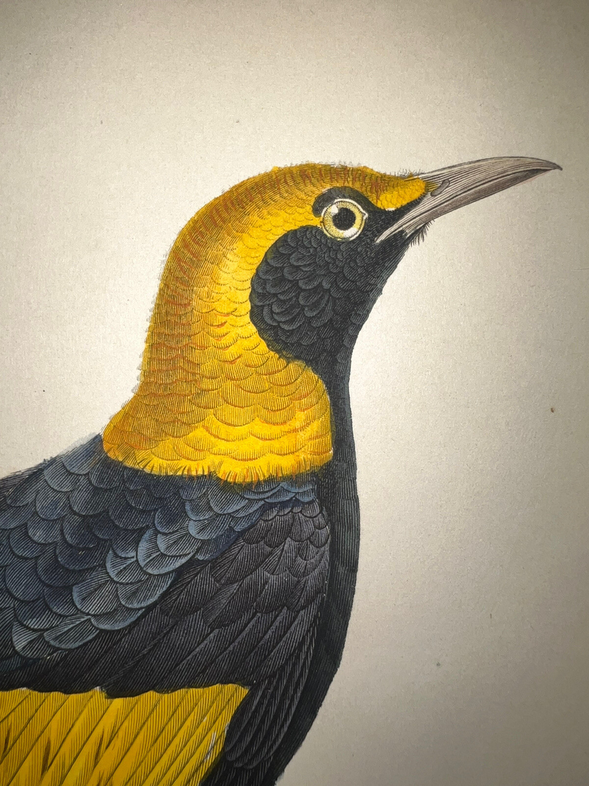 1833 Prêtre Lesson Pair Watercolor Rare Bowerbird H/C