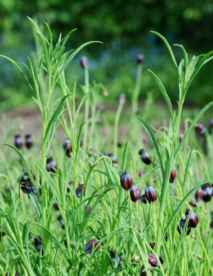 🌿Pipicha Seeds (0.40 Oz) Rare Authentic Mexican Herb 