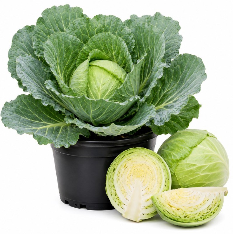 2 Cabbage Live Plants 4-7