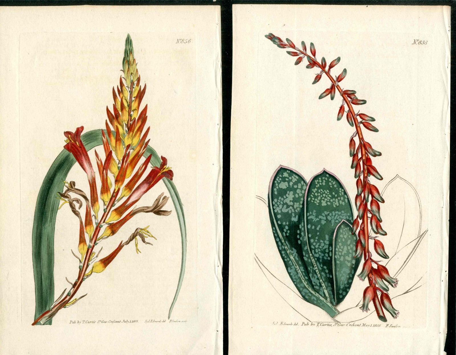 1805 Curtis Botanical Magazine Red Aloe Cactus, Pitcairnia 2 Antique Prints