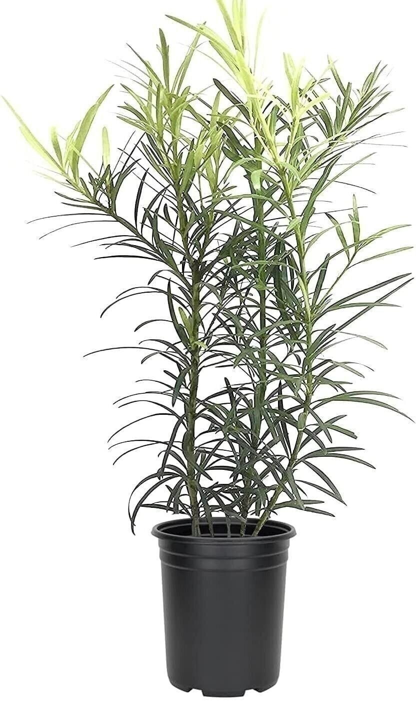 Podocarpus Macrophyllus Japanese Yew | 4 Inch | Podocarpus macrophyllus