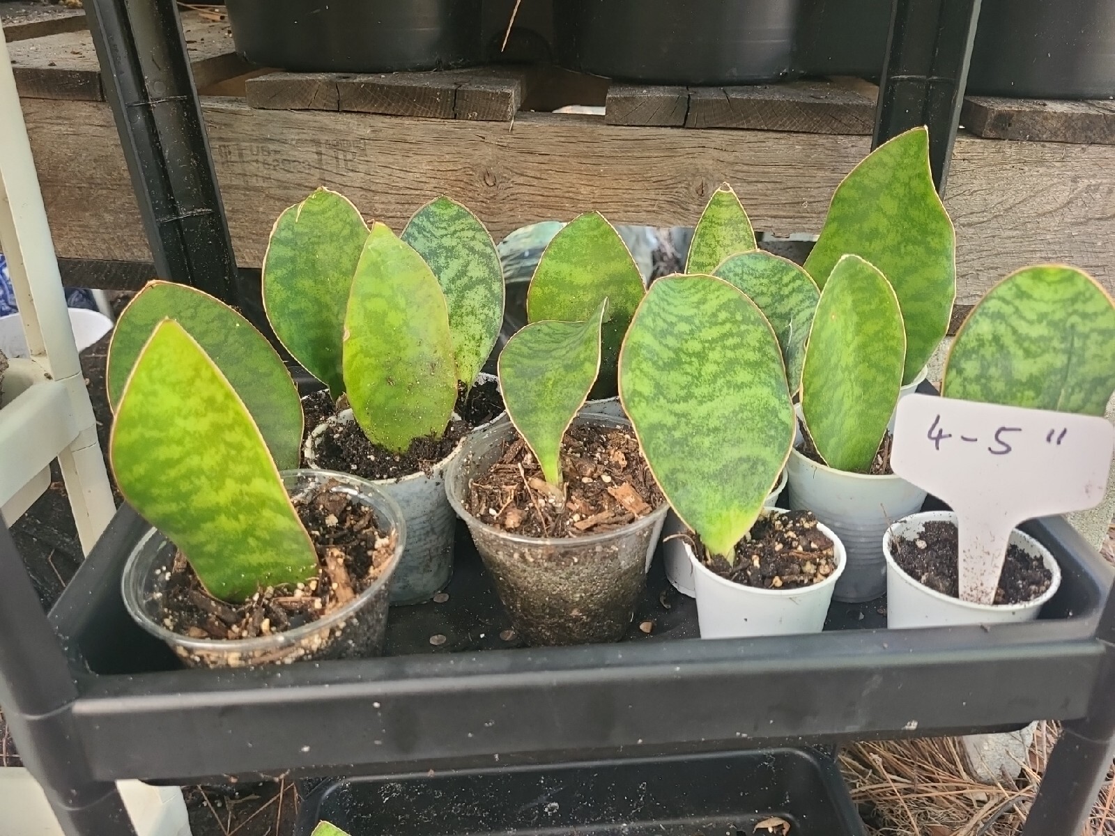 Baby Sansevieria Masoniana Whale Fin Snake Plant 4-5\