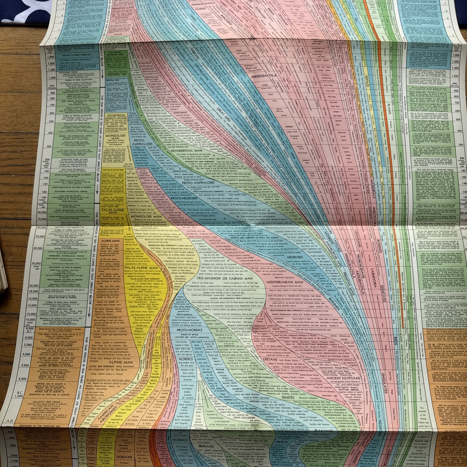 1947 Histomap of Evolution John B Sparks Rand McNally Large Foldout Chart Sleeve