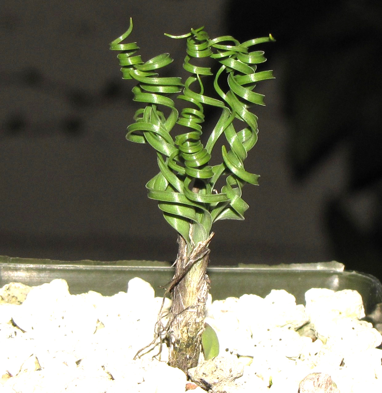 Nicipe verae Very rare corkscrew bulb, easier than Gethyllis Nicipe verae Very rare corkscrew bulb, easier than Gethyllis