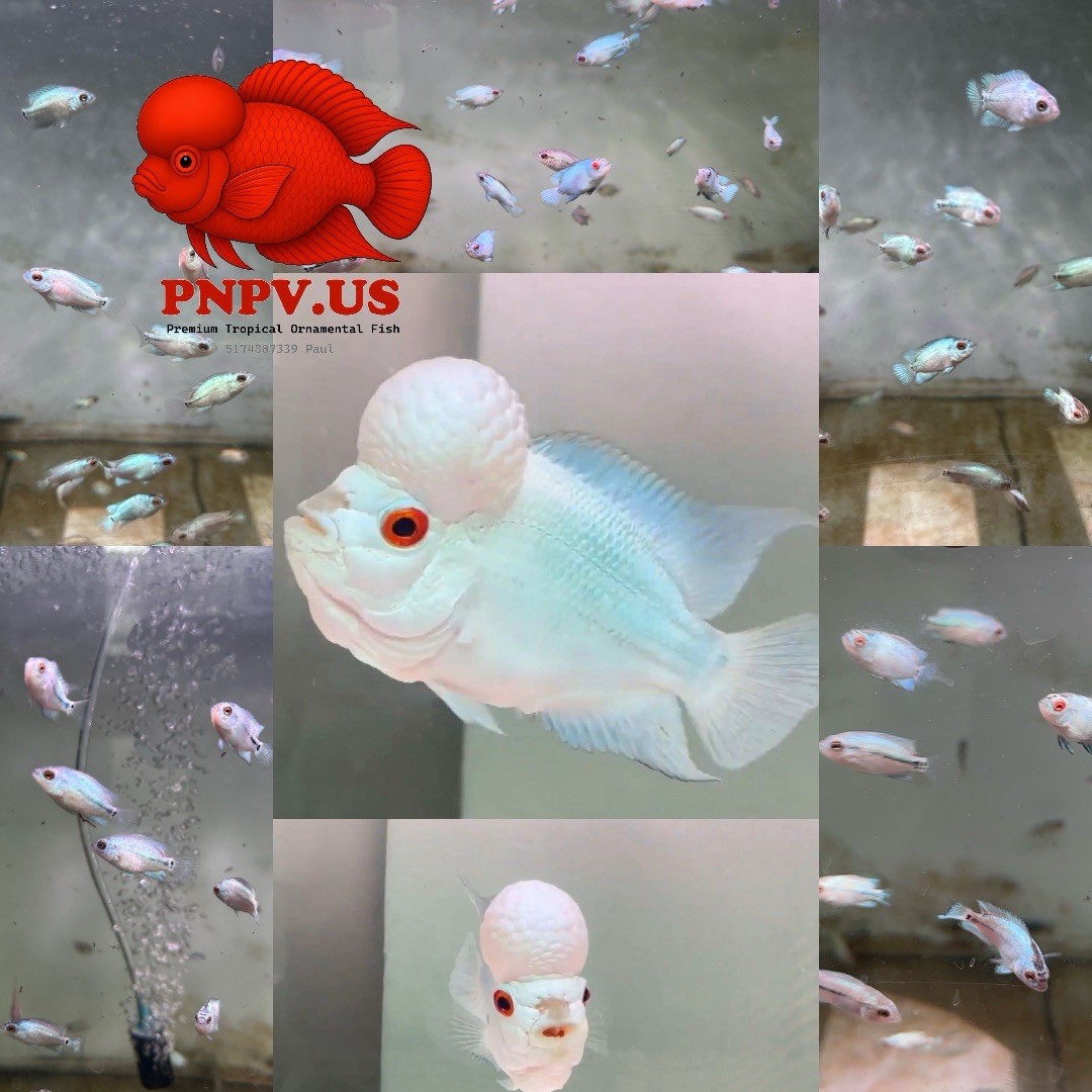 Baby Thai Silk Flowerhorn Fry Size Flowerhorn PNPV ( Full White Blue) 2-4cm