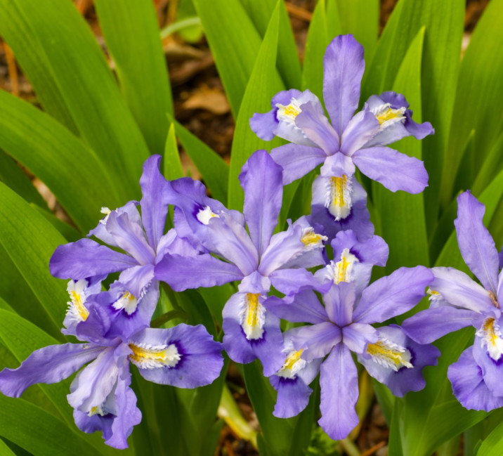 Crested Wild Iris - Set 5 Roots - Native Spring Flowering Perennial for Woodland